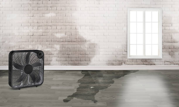 Best Water damage restoration mold remediation  in Platteville, WI